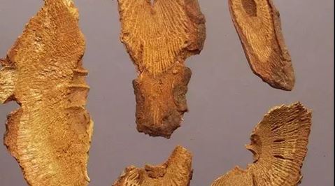Ljekovita priča o Polygonum Cuspidatum